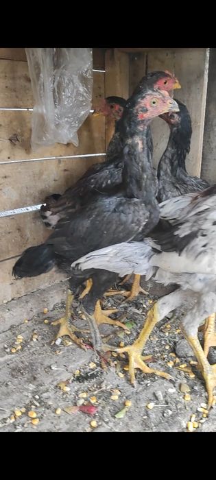 Продаются джуджики апрель месяц