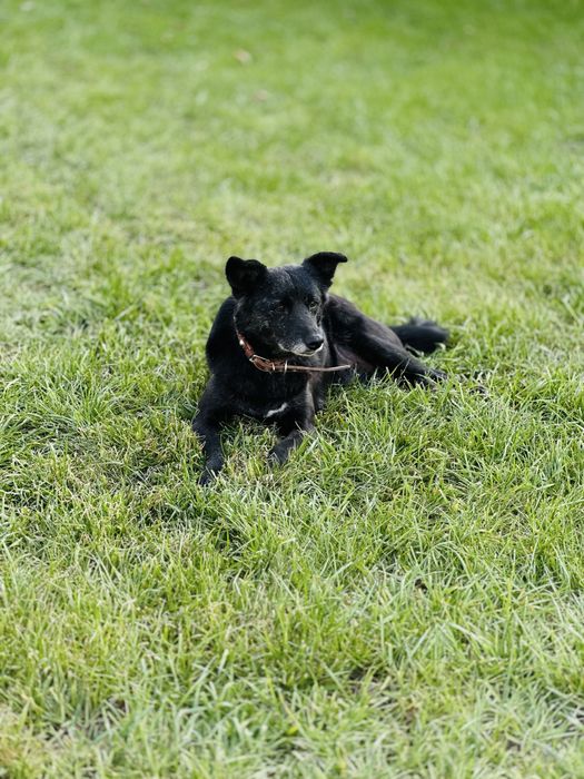 Добрая, ласковая собака ищет семью