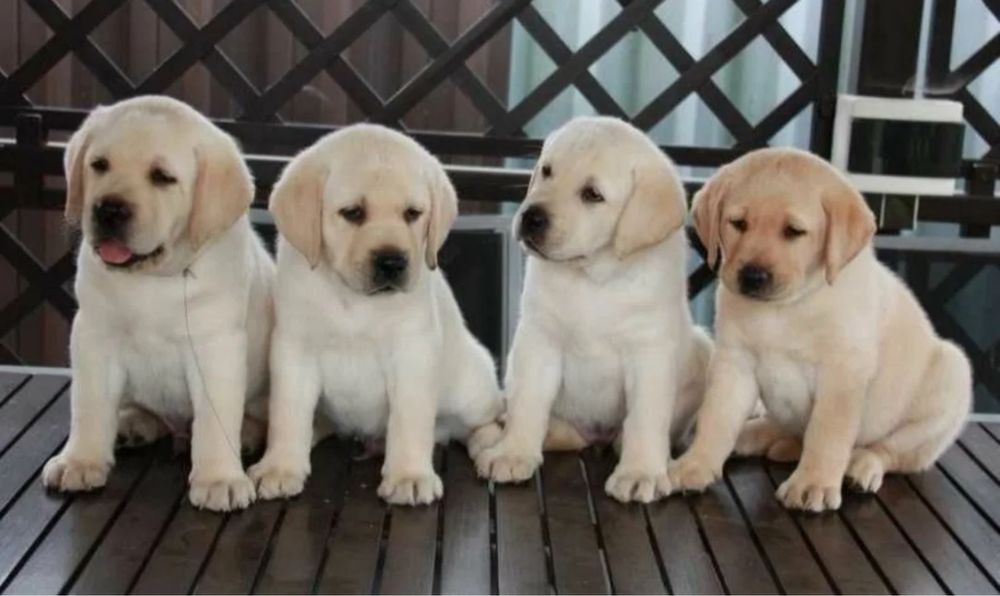 Щенки Ретривера!