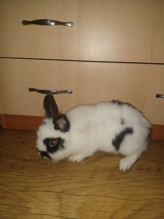 Iepure cap de leu pitic de casă