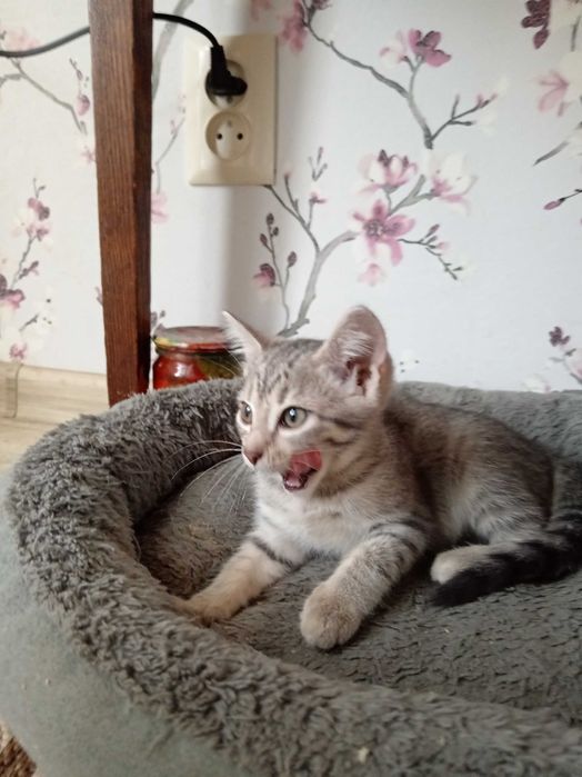 Котенок ищет дом.
