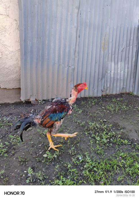 Дакан на продажу