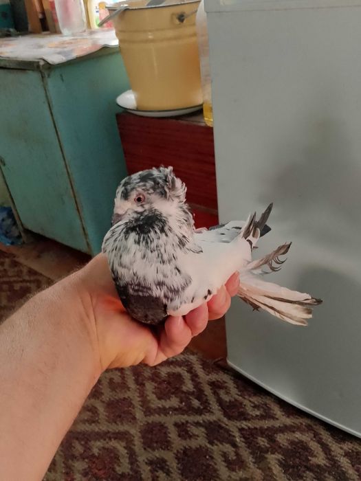 Продам молодых голубей