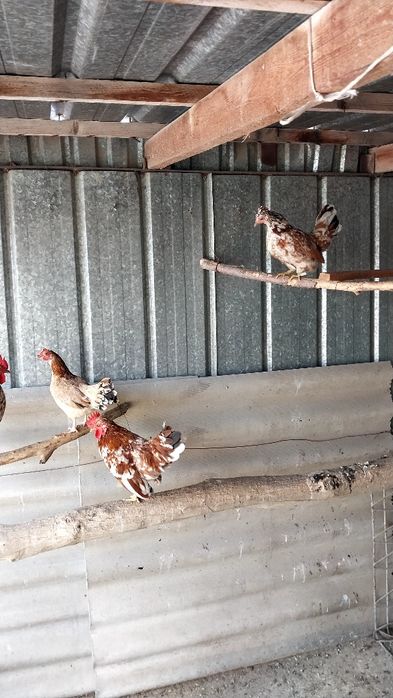 Цыплята декоративные