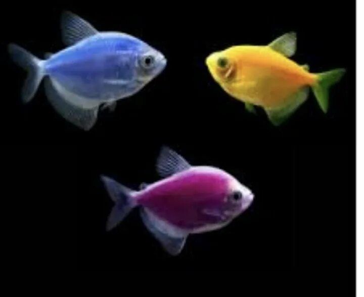 Аквариумные рыбки тернеции