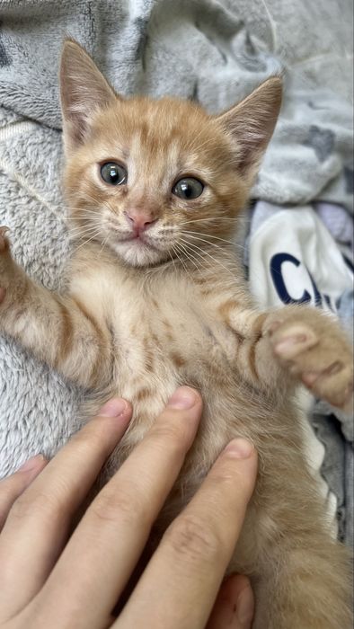 Отдам котенка девочку