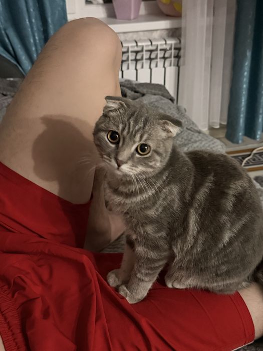 Нужна кошка для вязки