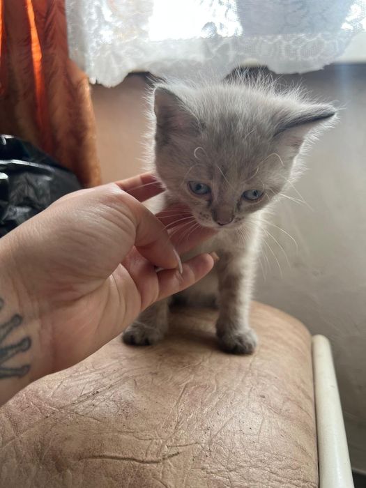 Отдам котят в добрые руки