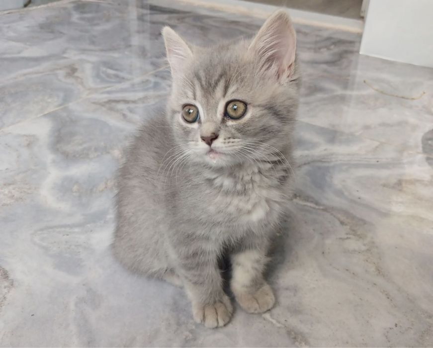 Продаются котята!!!
