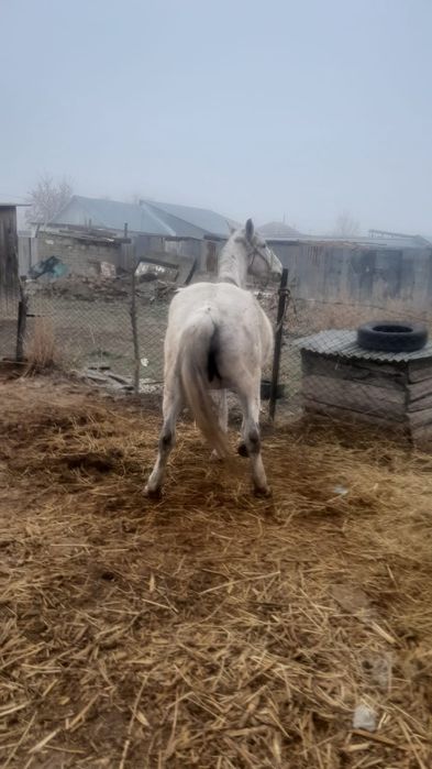 Буаз бие сатылады