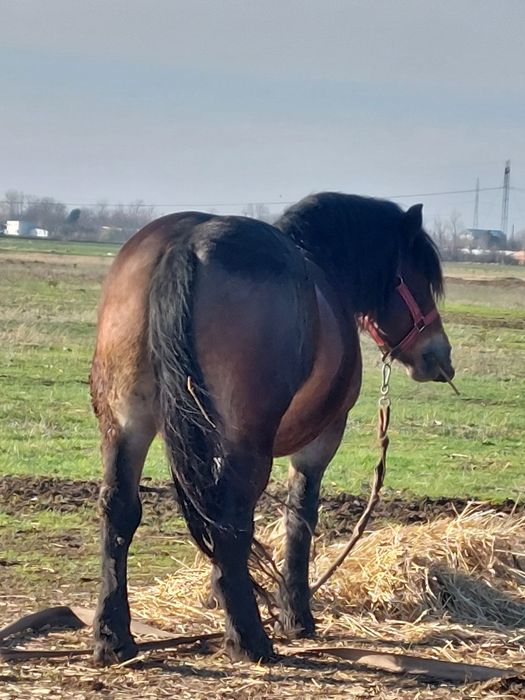 Vand iapa murga de 4 ani