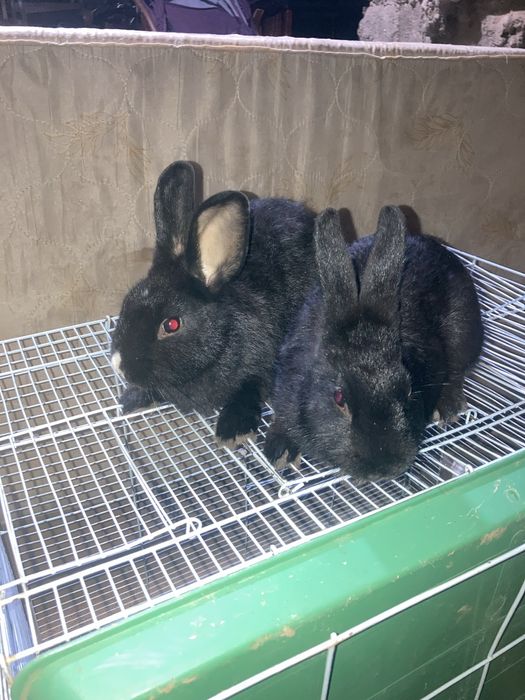 Ikkita qizbola Quyon Karliy.