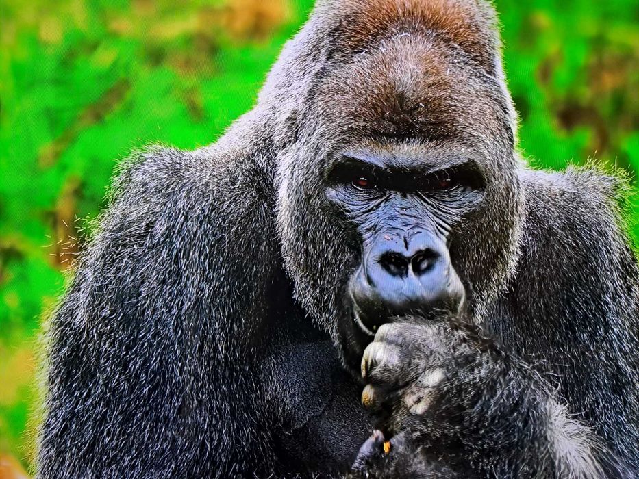 Телевизор AVA " 102см оригинал смарт .гарантия.