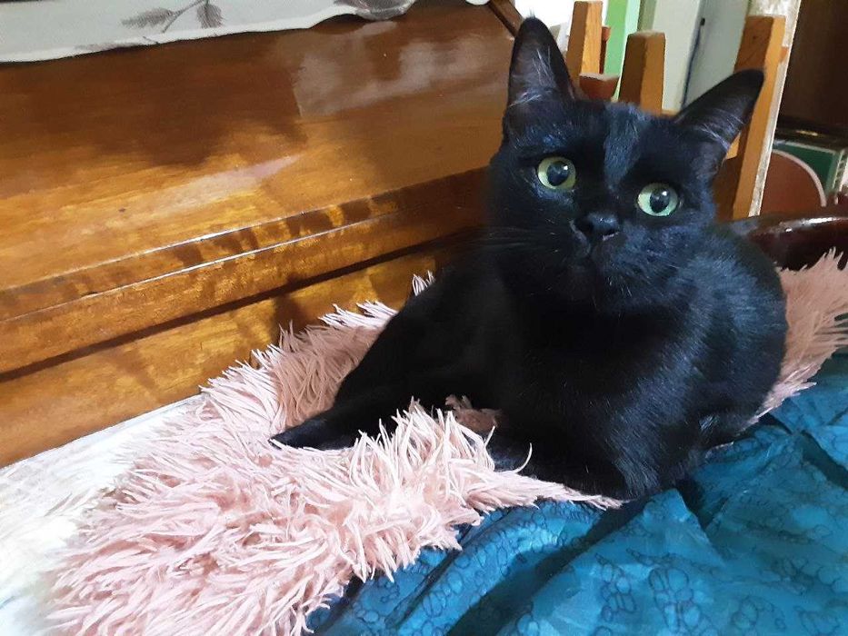 котята в хорошие, добрые руки