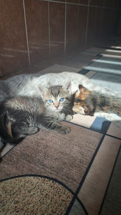 Котята, отдам в добрые руки