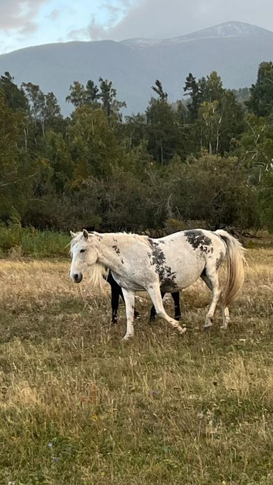 Бие сатылады 550 к торг бар