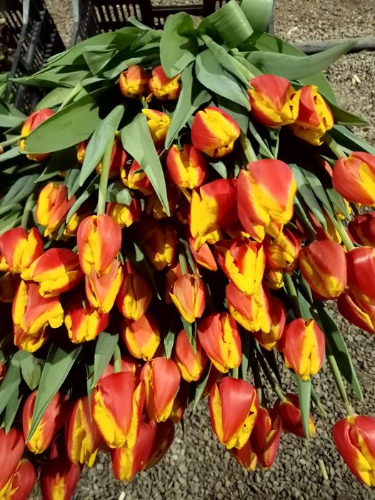 Тюльпаны крупные оптом