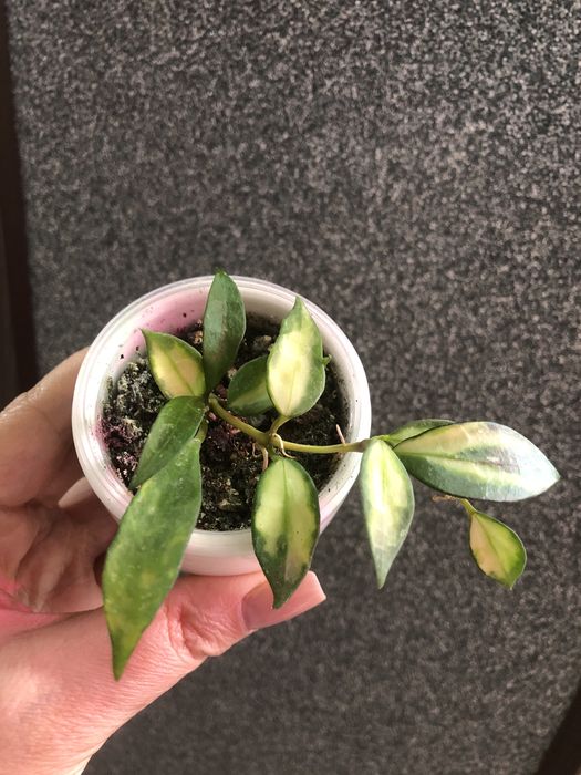 Продам хойи.