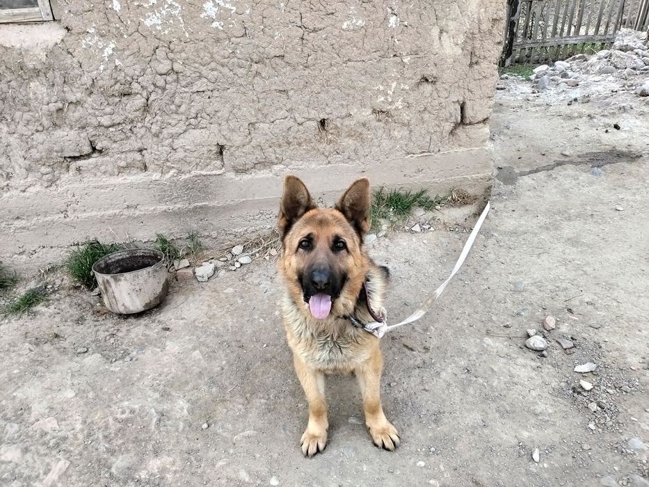 Овчарка немецкий родословный