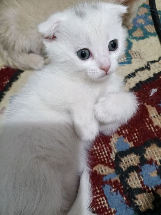 Продам котят породы Scottish  fold и Scottish strayt