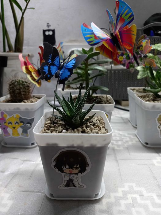 Цветы комнатные-подарок.