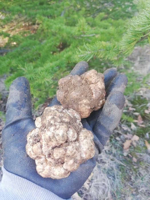 Пресни трюфели  за консумация и обучение