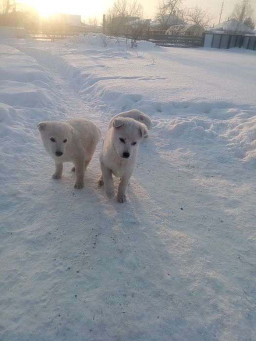 Отдам щенков, девочки