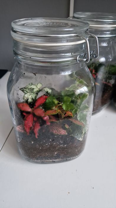 Terarii inchise cu  plante