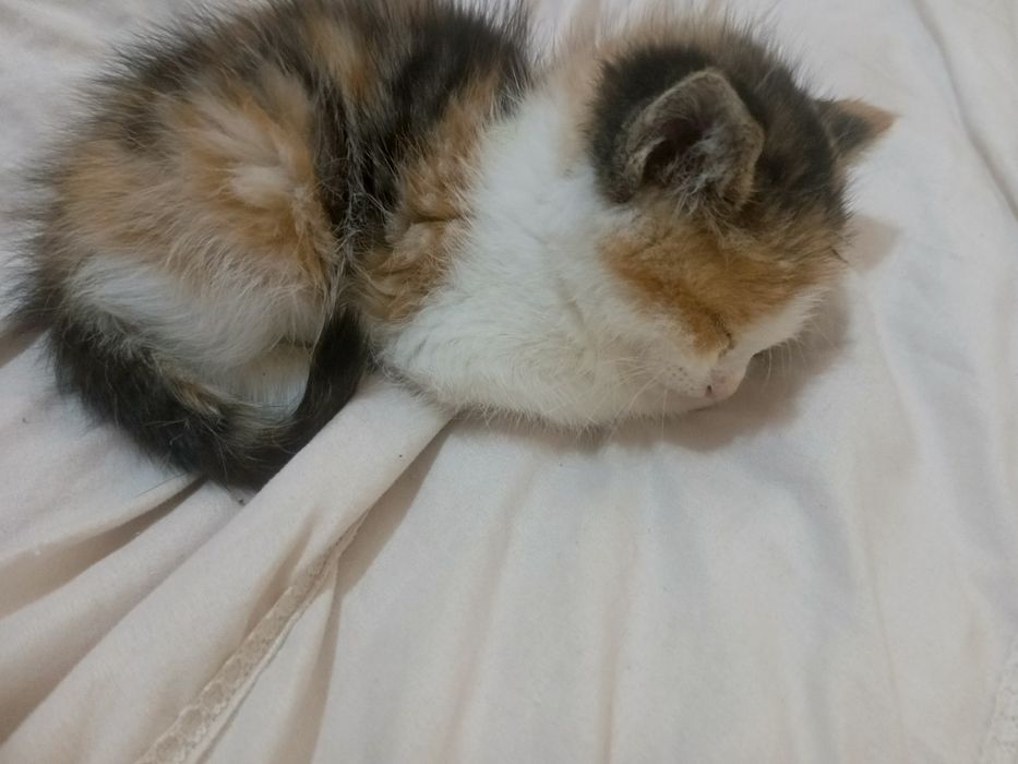 MURZIK aqilli mushukcha  yaxshi insonlarga Hadyaga beriladi