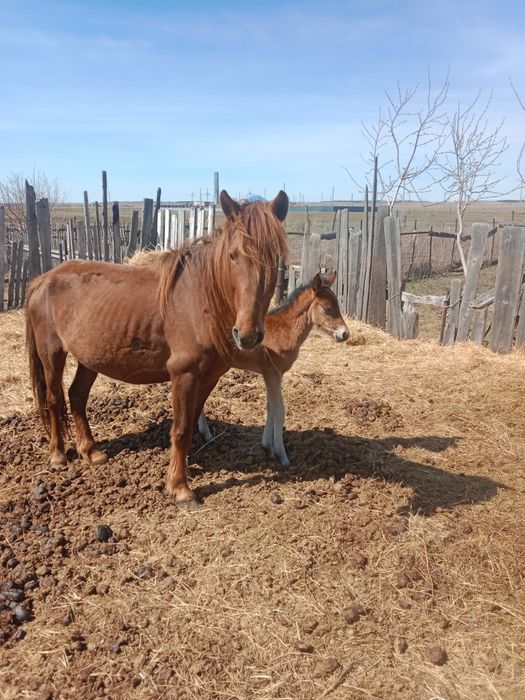 Лошади кабалы и жерибята