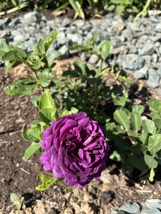 Продам дом в Подстепное частный дом