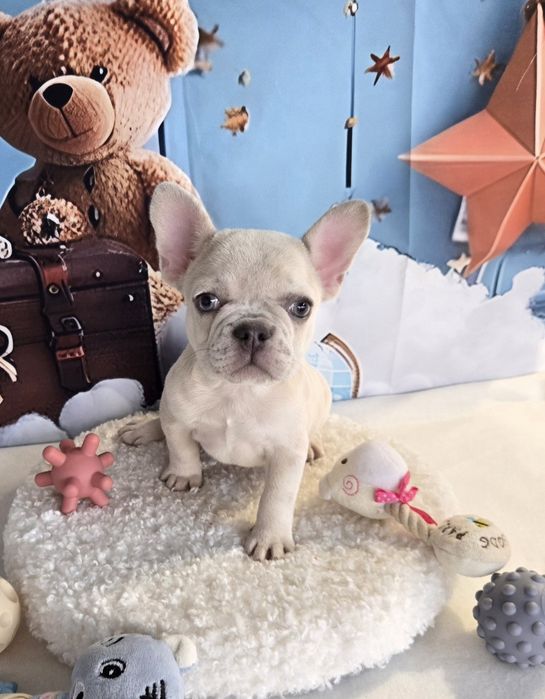 Френски булдог крем платина женско