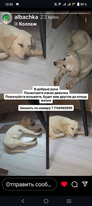 Щеночек девочка, три месяца