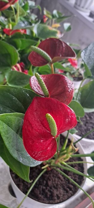 Продам Цветы мужское счастье