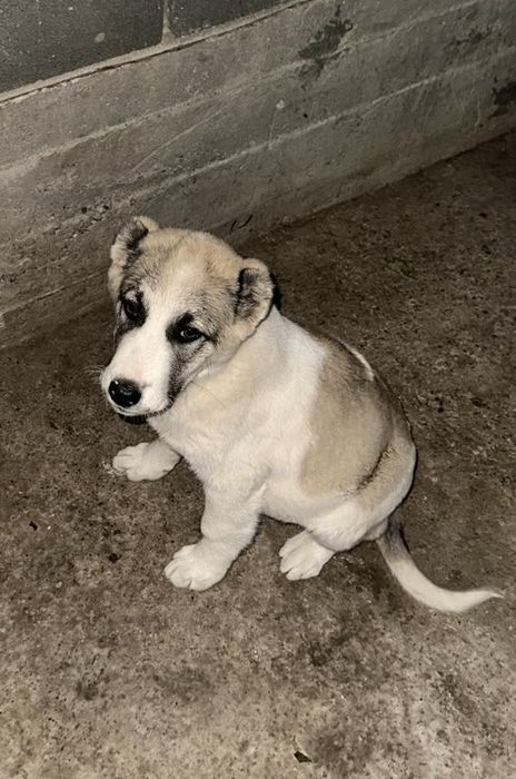 Продам алабай чистый САО