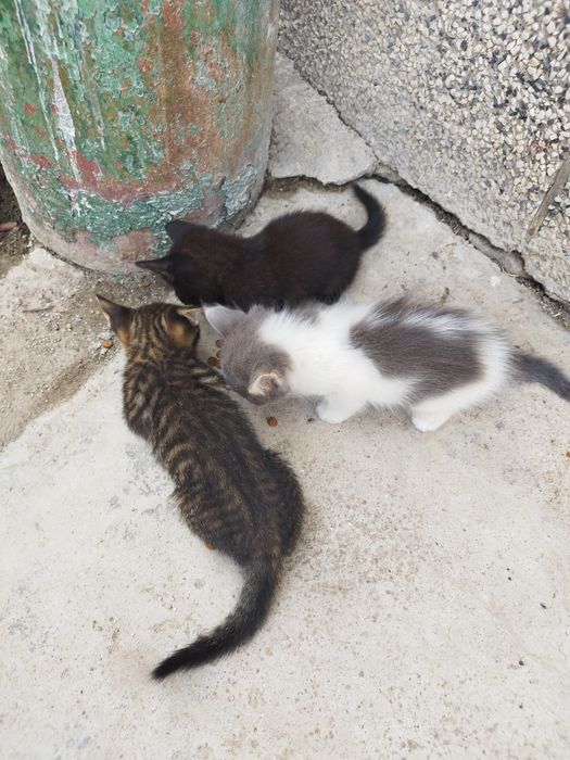 Безплатно-3 котенца и 1 майка
