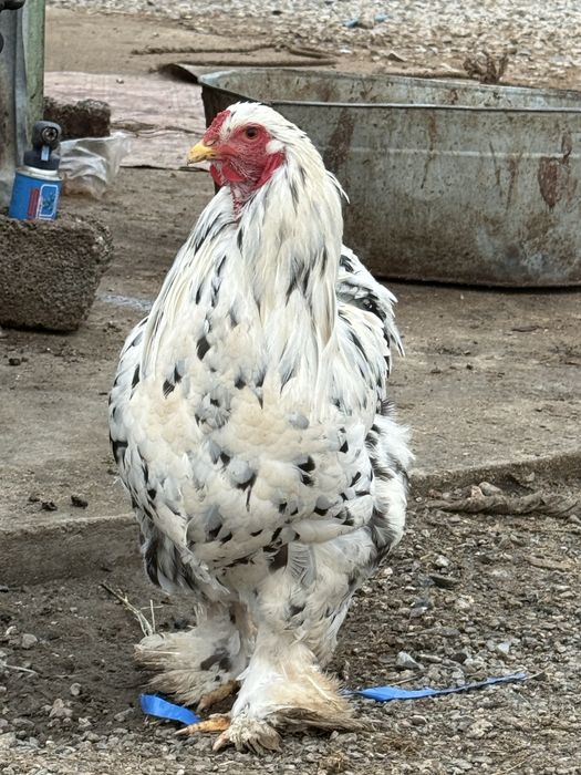 Брама тауықтары мен қораздары