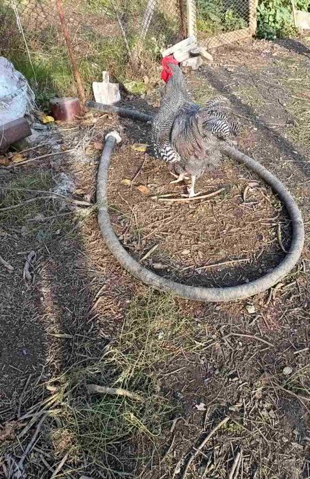 Патици за Коледа- бели. Кокошки -различни породи.