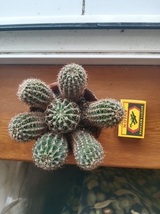 Продаётся кактус-эхинопсис