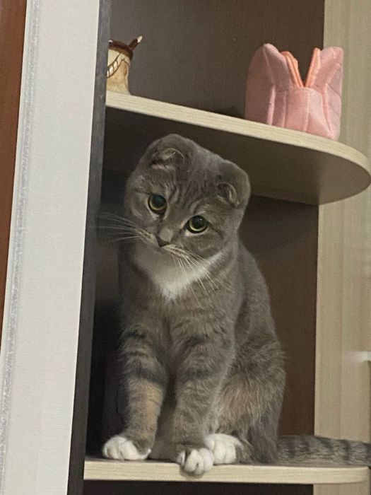отдам кошечку в хорошие руки!!