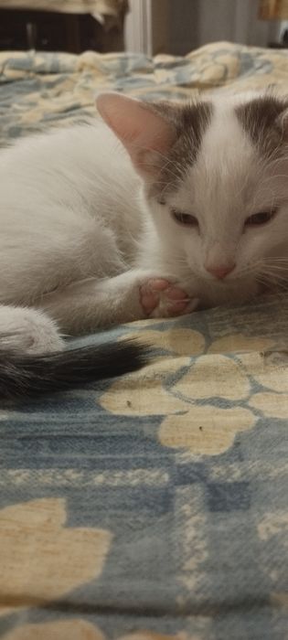 Котятя бесплатно