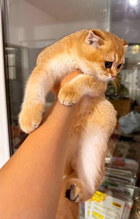 Золотая Шиншила Фолд  Элитный мальчик от привозных  родителей
