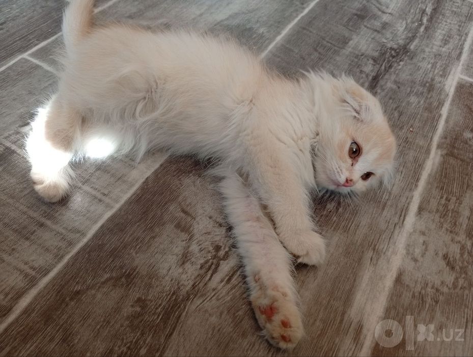шатлански кошка девочка