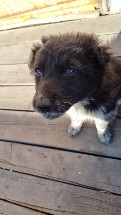 Щенки заботливым хозяевам