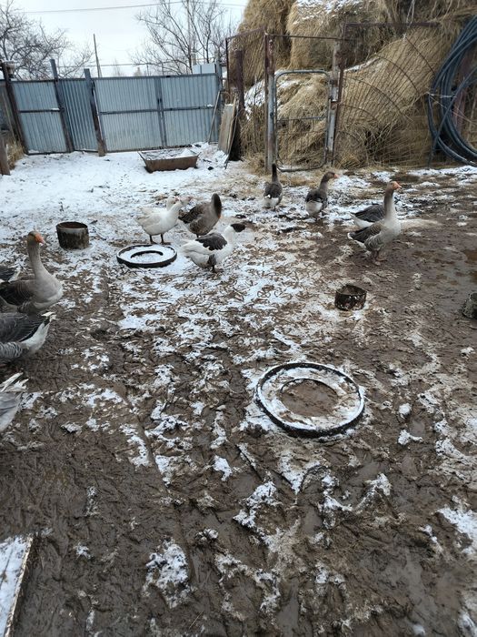 Продам гусей на племя