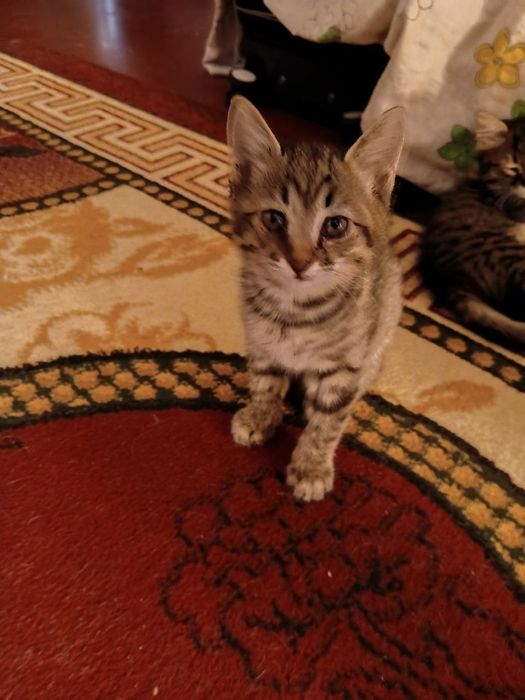 Отдам кошек в хорошие руки