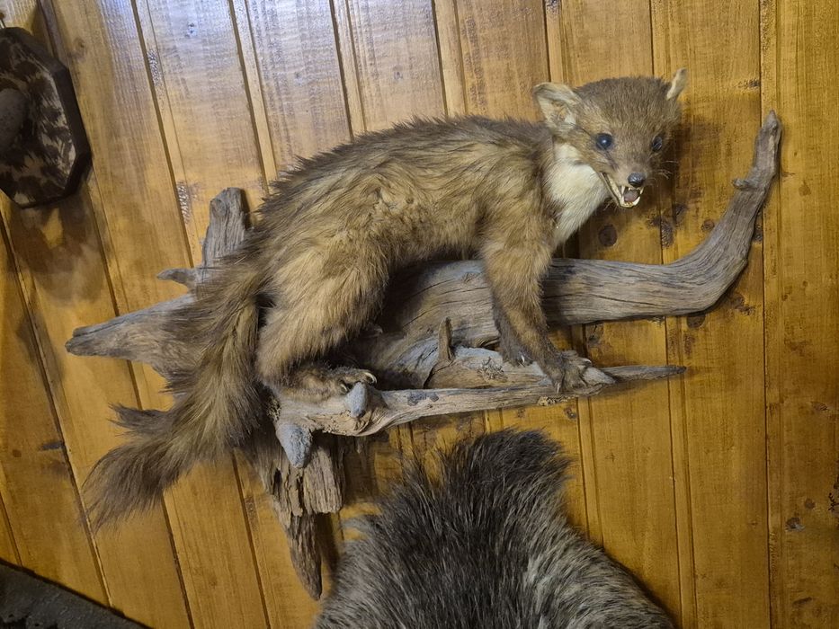 Trofeu Jder si Sacal