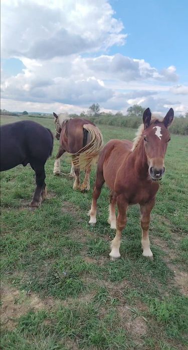 Vând un mânz de de 7 luni