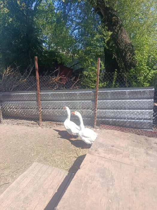 Продам гусей  ////