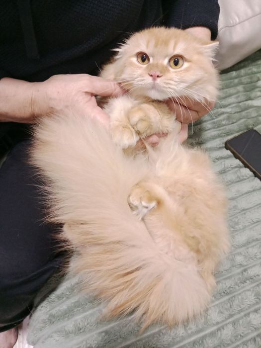 Роскошный золотой шиншила кот 7 мес